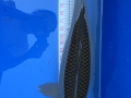 Chagoi