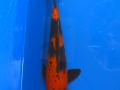 Hi Utsuri1