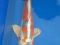 beni kikokuriu