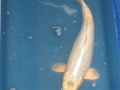 creme ogon