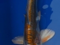 doits benikikokuriu.1