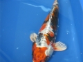 doits benikikokuriu