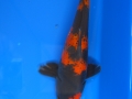 hi Utsuri