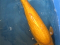karashi.1