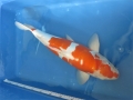 kohaku