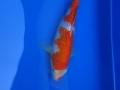 metallic kohaku.1