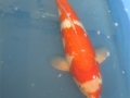 metallic kohaku
